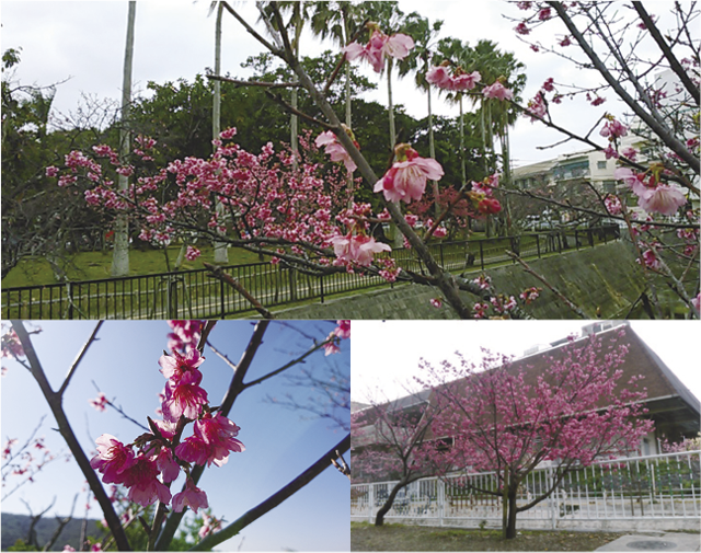 （上）ヤシの木と桜のショット（左）名護市の桜です　（右）那覇市 与儀公園の桜です