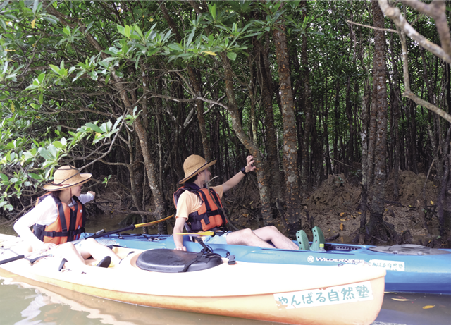 やんばる地域、慶佐次湾のマングローブ林でのカヌーツアー