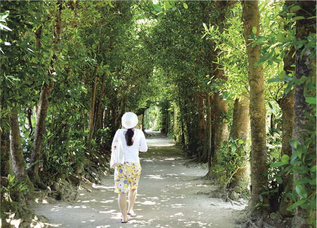 備瀬集落のフクギ並木。なかには樹齢300年に及ぶものもあるという