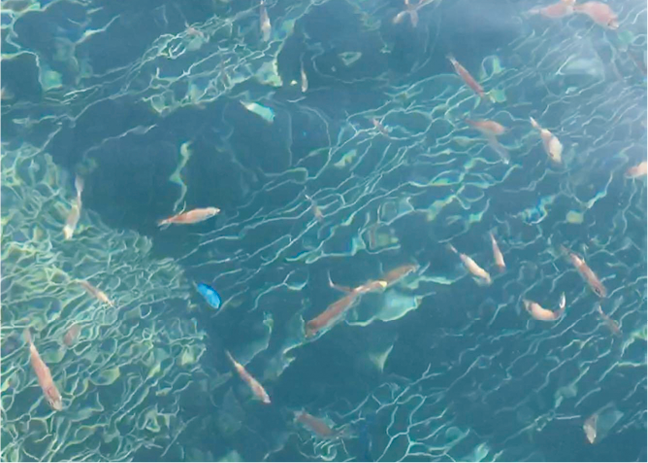 グラスボートからは海底のサンゴ礁と熱帯魚が目の前に