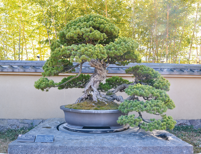 庭園の盆栽は、季節に合わせて定期的に展示変えが行われる。写真は「五葉松 銘：千代の松」。総高1.6m、横幅1.8mの所蔵品中最大級の大きさの作品