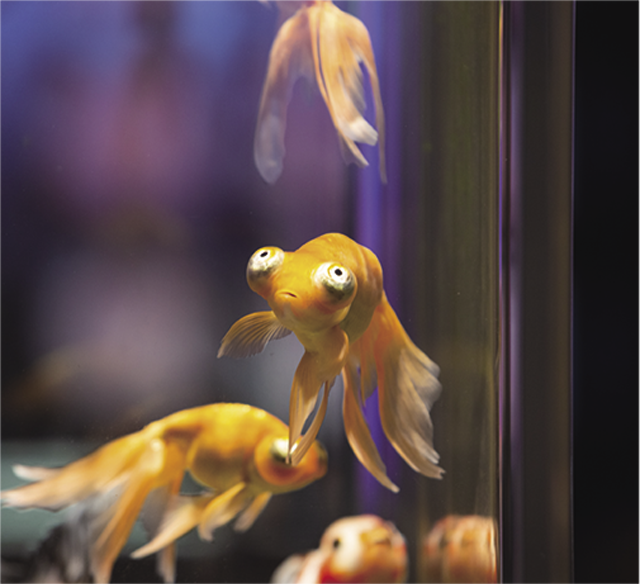 百花繚乱（ひゃっかりょうらん）ではさまざまな金魚を展示