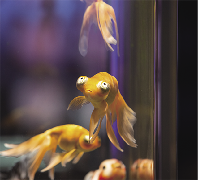 百花繚乱(ひゃっかりょうらん)ではさまざまな金魚を展示