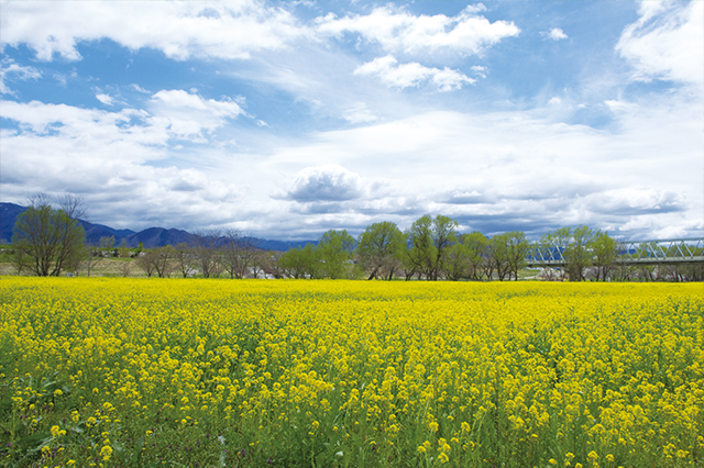 千曲川河川公園の菜の花畑