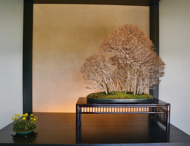 平成29年度春季特別展「シリーズ・現代の盆栽家 竹山浩」の展示作品、楓の寄せ植え