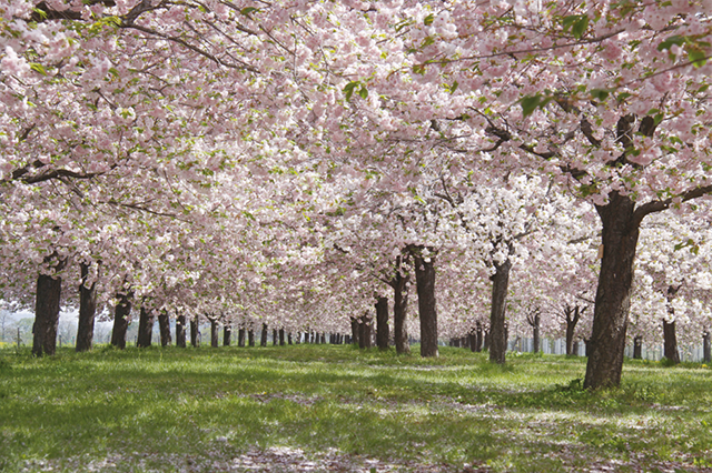 千曲川堤防の桜堤