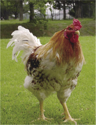 （左）軍鶏の雄と肉用種鶏のホワイトプリマスロックを交配して開発された「阿波尾鶏」