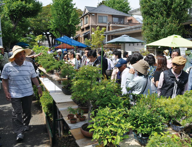 毎年ゴールデンウィークに開催される大盆栽まつりの様子 写真提供：さいたま市大宮盆栽美術館