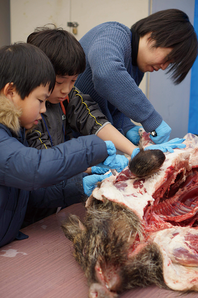 狩猟体験ツアーでは解体も体験する
