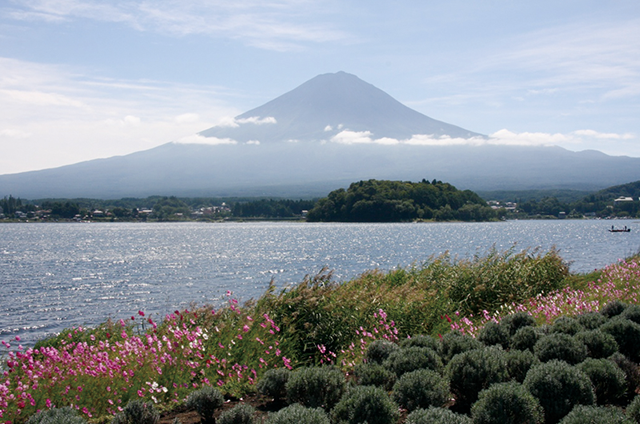 富士山噴火によって川がせき止められて生まれた河口湖。富士五湖の中で最も標高が低く、湖岸線が長い湖。湖内の小島から縄文期の遺物が出土している