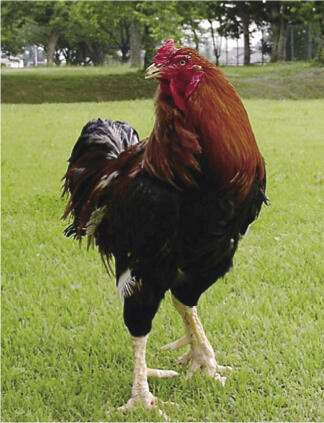 （右）在来種の軍鶏の雄　