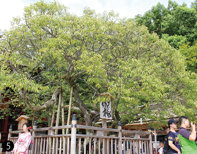 飛梅。京都から道真公を慕って飛んできたと言われており、境内の約6000本の梅の中でもっとも早く花を咲かせるという