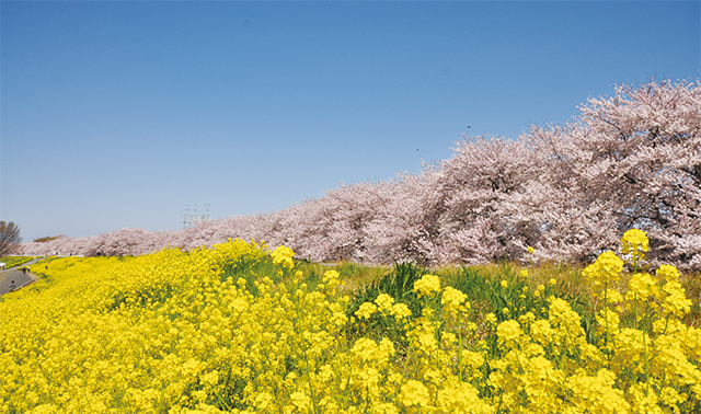 熊谷桜堤には荒川の土手沿いに約500本のソメイヨシノが約2kmにわたって咲き誇る。熊谷駅からのアクセスも良い。