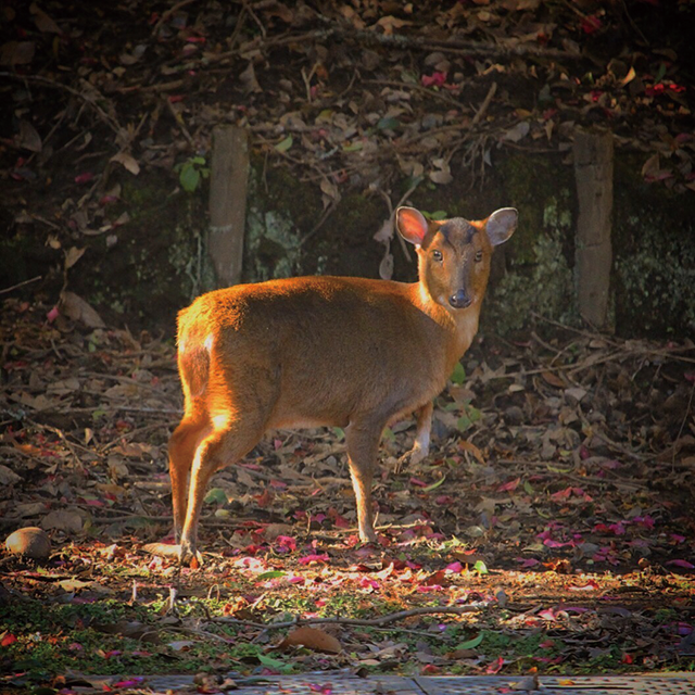 すばしっこくて捕獲が大変なキョン。肉は柔らかく、台湾では高級料理とされている