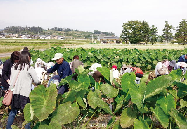 村山市の農家で組織する「長谷地ファイブ」による里芋の収穫体験