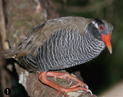 国の天然記念物、希少野生動植物種、絶滅危惧種に指定されているヤンバルクイナ。世界でやんばるの森にしか生息していない　提供：沖縄県