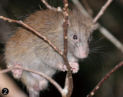 天然記念物に指定されているケナガネズミ 提供：沖縄県