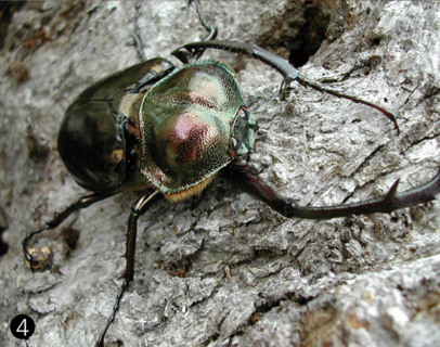 昆虫にも固有種が多い。写真はヤンバルテナガコガネ 提供：沖縄県