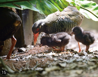 飼育下繁殖で誕生したヤンバルクイナのヒナとその親鳥。ヒナは５月頃に誕生して、生まれて間もなくは羽毛が真っ黒