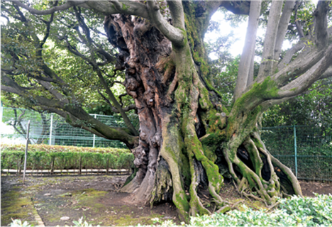 旧細川邸のシイの木は都内有数のシイの巨木で都の天然記念物