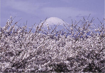 神奈川県藤沢市　江の島　「短い満開の桜と富士山」