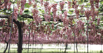 シャンデリアのようにぶらさがるぶどう。竹を使った甲州式棚栽培のおかげで、甲州は江戸中期には日本一の生産量を誇るようになった