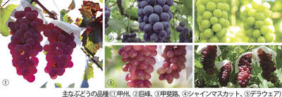 主なぶどうの品種（①甲州、②巨峰、③甲斐路、④シャインマスカット、⑤デラウェア）