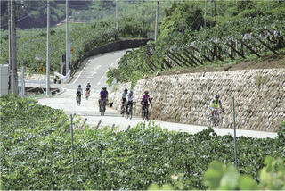 「山梨フルーツライドin 峡東ワインリゾート」の様子。甲州市勝沼スタート＆ゴールの全長45.7kmのコースを自転車で走るイベント。甲州市、山梨市、笛吹市の景色やフルーツを楽しむことができる