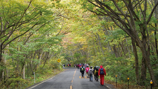 「大山紅葉満喫ウォーク」は大山寺から奥大山まで、西日本最大のブナ林の中を通る大山環状道路を歩いて楽しむ人気のイベント。マイカー通行を制限しているため、ゆっくりと紅葉を鑑賞しながら散策できる