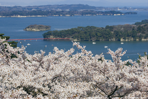 桜と福浦橋