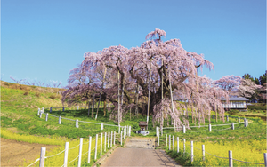 国指定天然記念物「三春滝桜」