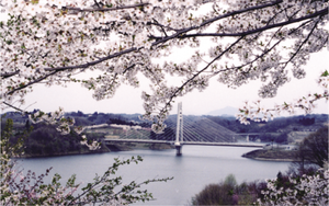 さくら湖（三春ダム）「さくらの公園」では約
3000本の桜が楽しめる