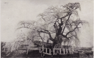 天然記念物指定後に撮影された100年前の滝桜