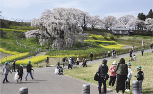 観光案内や清掃などの活動を行う地元の「滝桜を守る会」写真提供：三春町