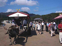 三原から由布島への牛車に乗り込む