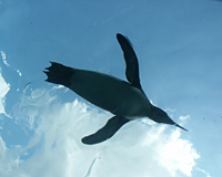 ｢旭山動物園｣泳ぐペンギン