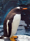 ｢旭山動物園｣ペンギン