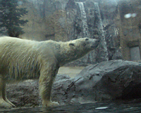 ｢旭山動物園｣白熊